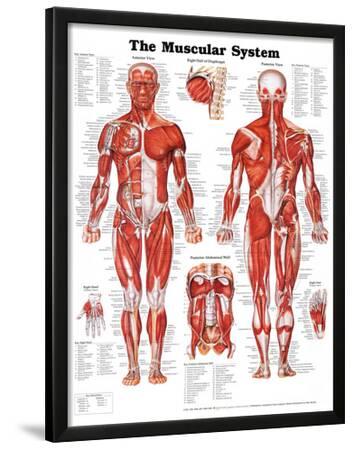 'The Muscular System Anatomical Chart Poster Print' Posters