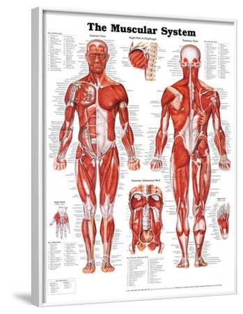pix Raps About Human A And P Muscle https www allposters com sp the muscular system anatomical chart posters i8925610 htm
