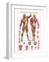 The Muscular System-null-Framed Premium Giclee Print