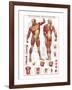 The Muscular System-null-Framed Premium Giclee Print