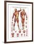 The Muscular System-null-Framed Premium Giclee Print