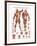 The Muscular System-null-Framed Premium Giclee Print