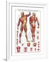 The Muscular System-null-Framed Premium Giclee Print