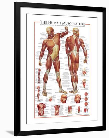 The Muscular System-null-Framed Premium Giclee Print