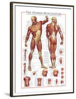 The Muscular System-null-Framed Premium Giclee Print