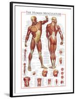 The Muscular System-null-Framed Premium Giclee Print