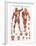 The Muscular System-null-Framed Premium Giclee Print