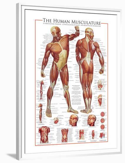 The Muscular System-null-Framed Premium Giclee Print