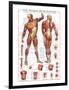 The Muscular System-null-Framed Premium Giclee Print