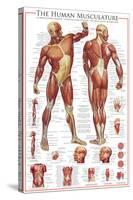 The Muscular System-null-Stretched Canvas