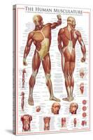 The Muscular System-null-Stretched Canvas