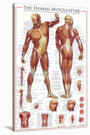 The Muscular System-null-Stretched Canvas