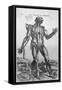 The Muscular System-null-Framed Stretched Canvas