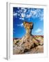 The Mushroom Rock Formation, Ischigualasto Provincial Park, UNESCO World Heritage Site, San Juan Pr-Karol Kozlowski-Framed Premium Photographic Print