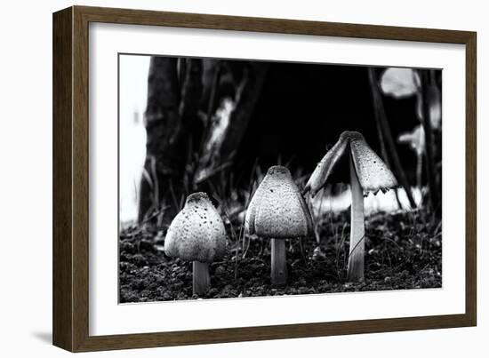 The Mushrooms-Henriette Lund Mackey-Framed Photographic Print