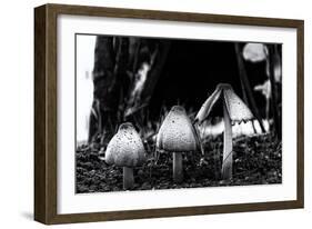 The Mushrooms-Henriette Lund Mackey-Framed Photographic Print