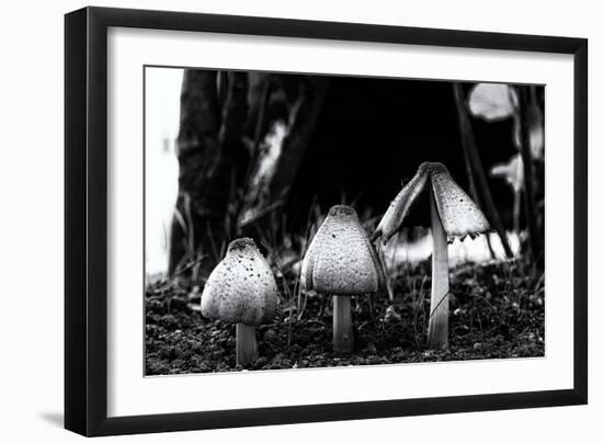 The Mushrooms-Henriette Lund Mackey-Framed Photographic Print
