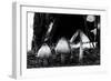 The Mushrooms-Henriette Lund Mackey-Framed Photographic Print