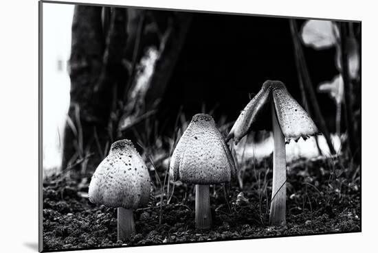 The Mushrooms-Henriette Lund Mackey-Mounted Photographic Print