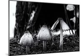 The Mushrooms-Henriette Lund Mackey-Mounted Photographic Print