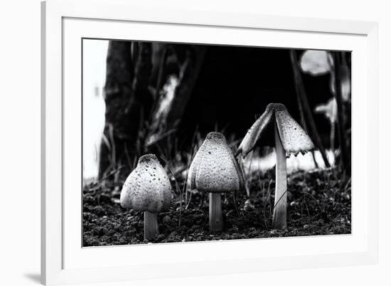 The Mushrooms-Henriette Lund Mackey-Framed Photographic Print