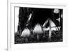 The Mushrooms-Henriette Lund Mackey-Framed Photographic Print