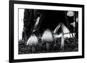 The Mushrooms-Henriette Lund Mackey-Framed Photographic Print