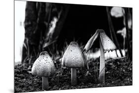 The Mushrooms-Henriette Lund Mackey-Mounted Photographic Print