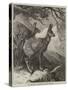 The Musk Deer at the Zoological Society's Gardens-George Bouverie Goddard-Stretched Canvas