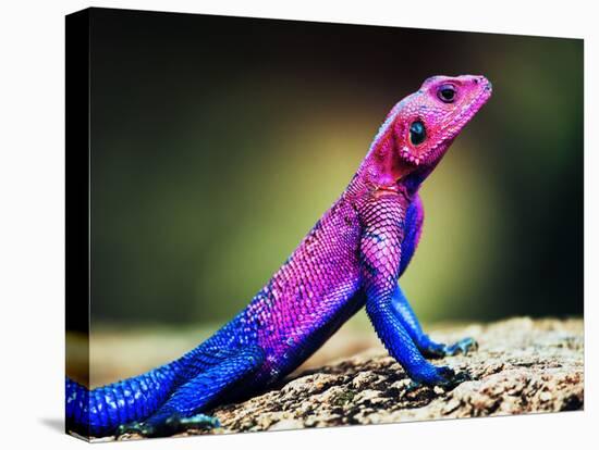 The Mwanza Flat-Headed Agama On Rock. Serengeti, Tanzania In Africa-Michal Bednarek-Stretched Canvas