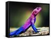 The Mwanza Flat-Headed Agama On Rock. Serengeti, Tanzania In Africa-Michal Bednarek-Framed Stretched Canvas