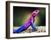 The Mwanza Flat-Headed Agama On Rock. Serengeti, Tanzania In Africa-Michal Bednarek-Framed Photographic Print