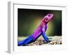 The Mwanza Flat-Headed Agama On Rock. Serengeti, Tanzania In Africa-Michal Bednarek-Framed Photographic Print