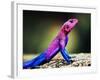 The Mwanza Flat-Headed Agama On Rock. Serengeti, Tanzania In Africa-Michal Bednarek-Framed Photographic Print