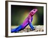 The Mwanza Flat-Headed Agama On Rock. Serengeti, Tanzania In Africa-Michal Bednarek-Framed Photographic Print