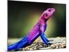 The Mwanza Flat-Headed Agama On Rock. Serengeti, Tanzania In Africa-Michal Bednarek-Mounted Photographic Print