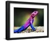 The Mwanza Flat-Headed Agama On Rock. Serengeti, Tanzania In Africa-Michal Bednarek-Framed Photographic Print