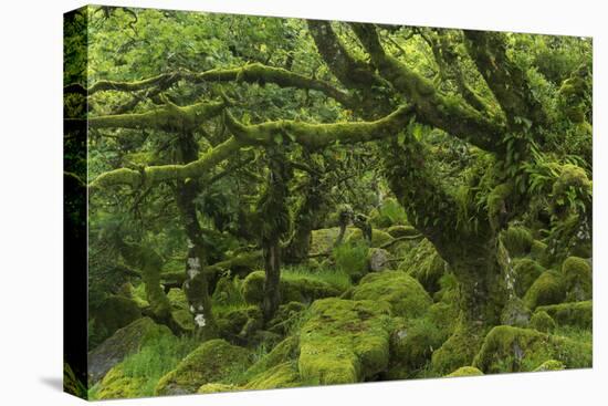 The Mysterious Wistman's Wood-Adam Burton-Stretched Canvas