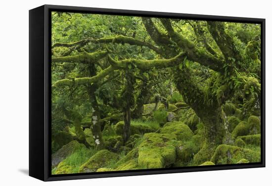 The Mysterious Wistman's Wood-Adam Burton-Framed Stretched Canvas