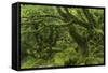 The Mysterious Wistman's Wood-Adam Burton-Framed Stretched Canvas