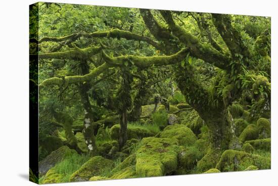 The Mysterious Wistman's Wood-Adam Burton-Stretched Canvas