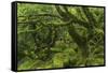 The Mysterious Wistman's Wood-Adam Burton-Framed Stretched Canvas