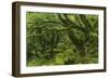 The Mysterious Wistman's Wood-Adam Burton-Framed Photographic Print