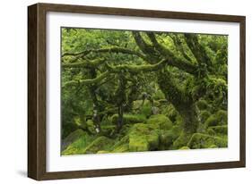 The Mysterious Wistman's Wood-Adam Burton-Framed Photographic Print