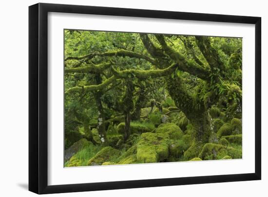 The Mysterious Wistman's Wood-Adam Burton-Framed Photographic Print