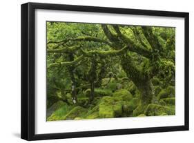 The Mysterious Wistman's Wood-Adam Burton-Framed Photographic Print