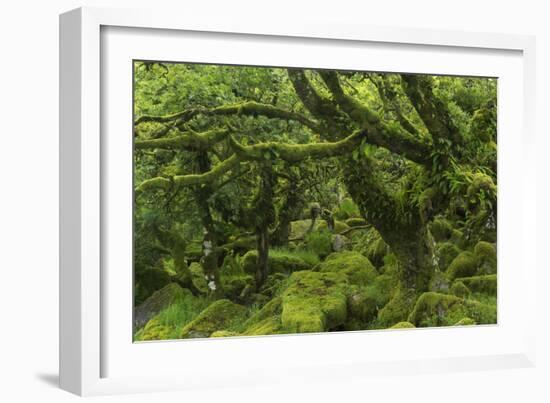 The Mysterious Wistman's Wood-Adam Burton-Framed Photographic Print