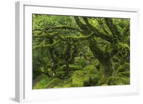 The Mysterious Wistman's Wood-Adam Burton-Framed Photographic Print