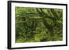 The Mysterious Wistman's Wood-Adam Burton-Framed Photographic Print