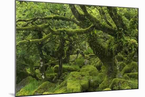 The Mysterious Wistman's Wood-Adam Burton-Mounted Photographic Print